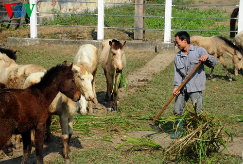 A tour of the biggest horse farm in the north - ảnh 11